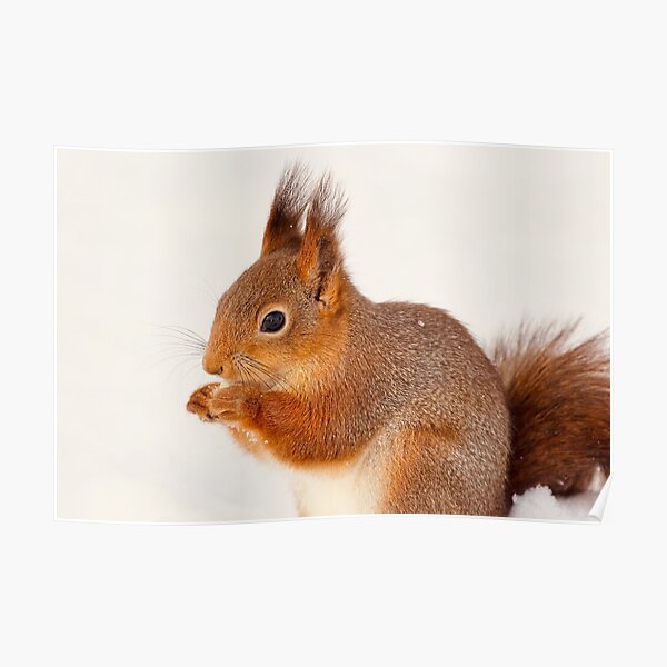 Red squirrel eating a peanut Poster