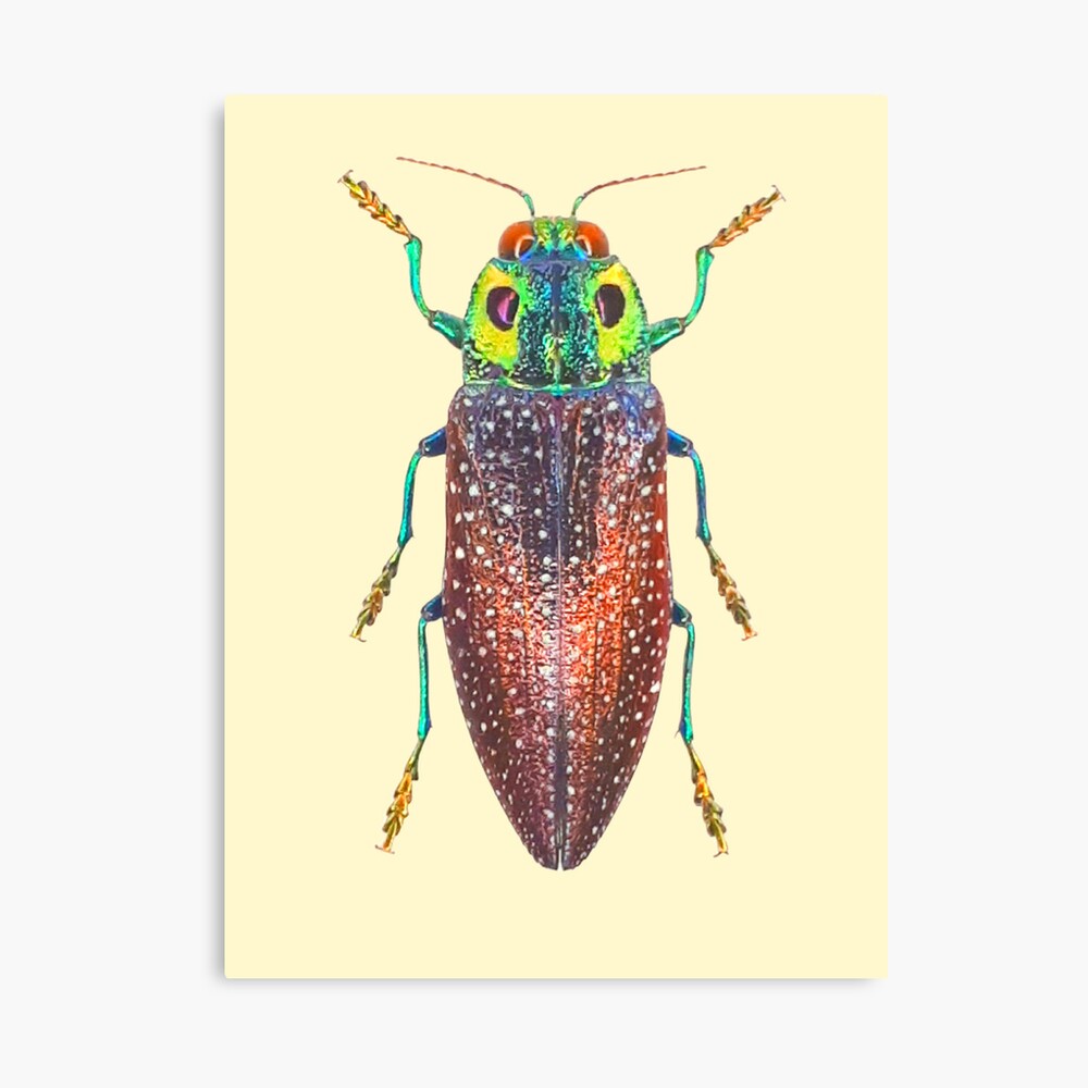 Mr. Bibitte Canvas Print by yulia-joy | Redbubble
