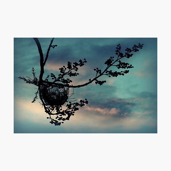 nest Photographic Print