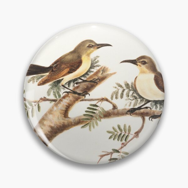 Item preview, Sunbirds (Nectarinia) designed and sold by linggalibrary.