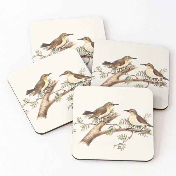 Item preview, Sunbirds (Nectarinia) designed and sold by linggalibrary.