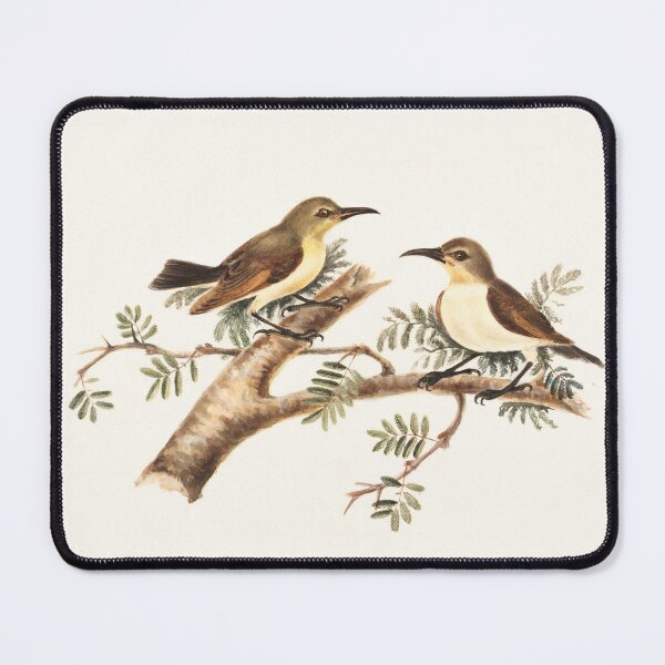 Item preview, Sunbirds (Nectarinia) designed and sold by linggalibrary.