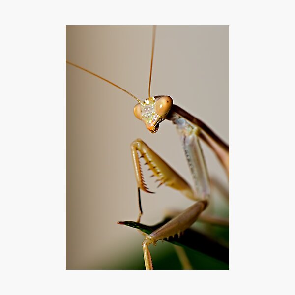 Item preview, Mantis Profile designed and sold by Jake Easley.