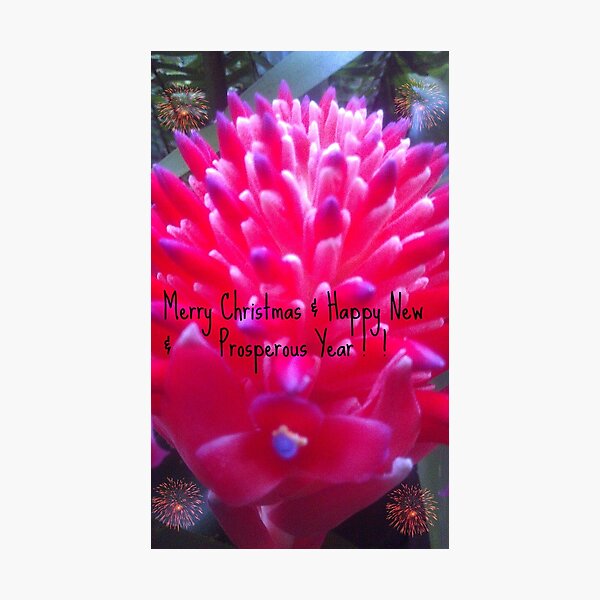 Item preview, Bromiliad designed and sold by MardiGCalero.