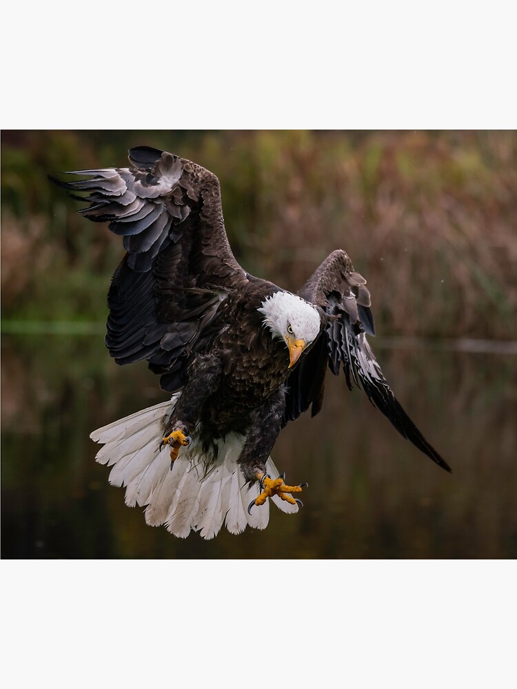 Poster for Sale avec l'œuvre « Aigle avec drapeau américain » de l