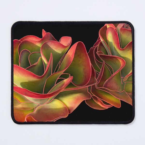 Item preview, Kalanchoe Flapjack Red Succulent Plant designed and sold by EschatonGarden.