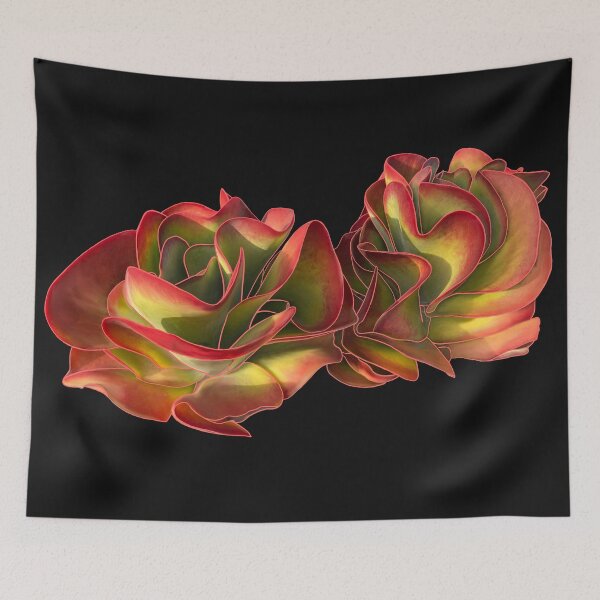 Item preview, Kalanchoe Flapjack Red Succulent Plant designed and sold by EschatonGarden.