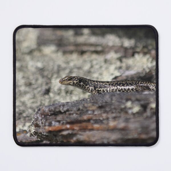 Item preview, Grand Skink designed and sold by Terra Dumont.