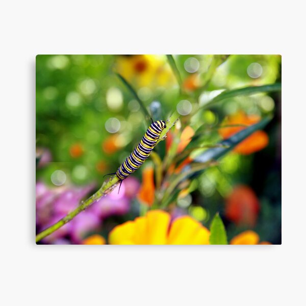 Item preview, Life Cycle designed and sold by Globalphotos.