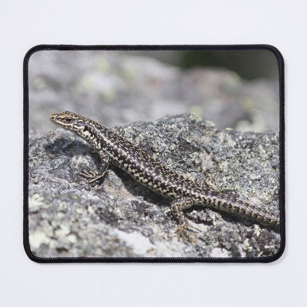 Item preview, Grand Skink designed and sold by Terra Dumont.