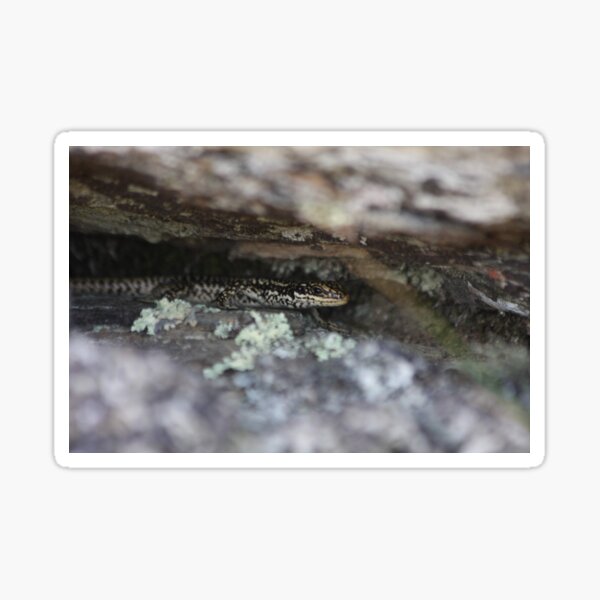 Grand Skink - hiding Sticker