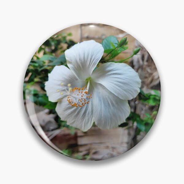Item preview, Lovely white hibiscus flower Photo specially made for you designed and sold by Ismail Rizk.