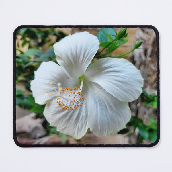 Item preview, Lovely white hibiscus flower Photo specially made for you designed and sold by Ismail Rizk.