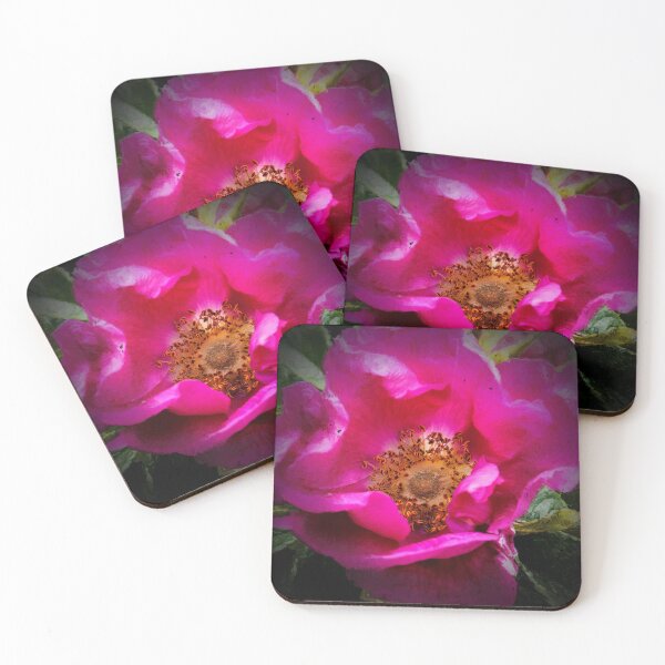 Item preview, Dog Rose with Chiaroscuro effect designed and sold by Violaman.