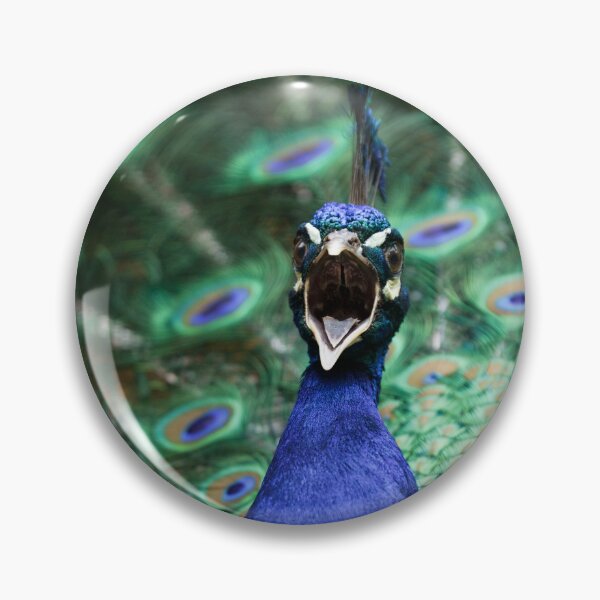 Item preview, Peacock Mating Call designed and sold by rawshutterbug.