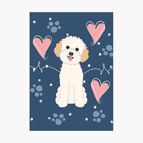 LOVE Apricot Toy Poodle