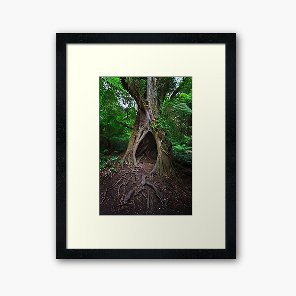 1653 Hollow tree Framed Art Print
