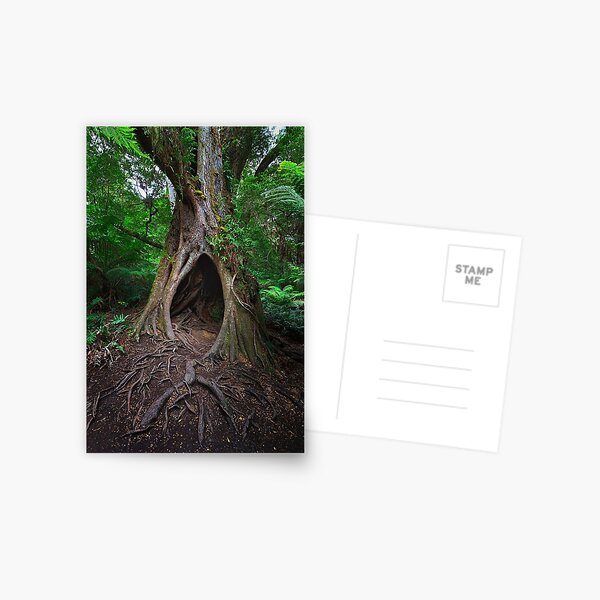 1653 Hollow tree Postcard