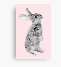 Rabbit 08 Leinwanddruck