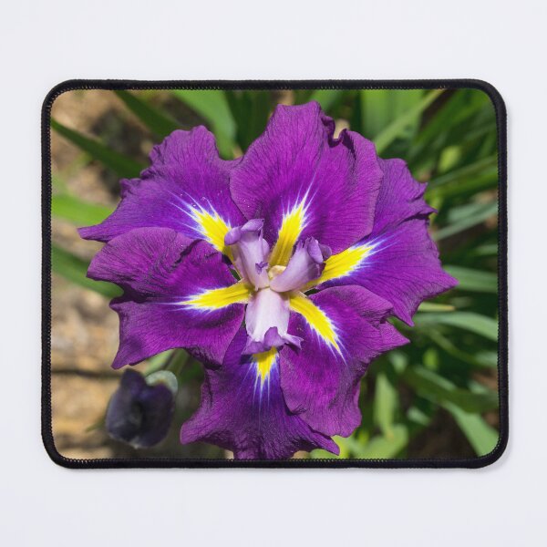 Item preview, Flamboyant Garden Gem - Jewel Toned Japanese Iris in Bloom designed and sold by Georgia Mizuleva.