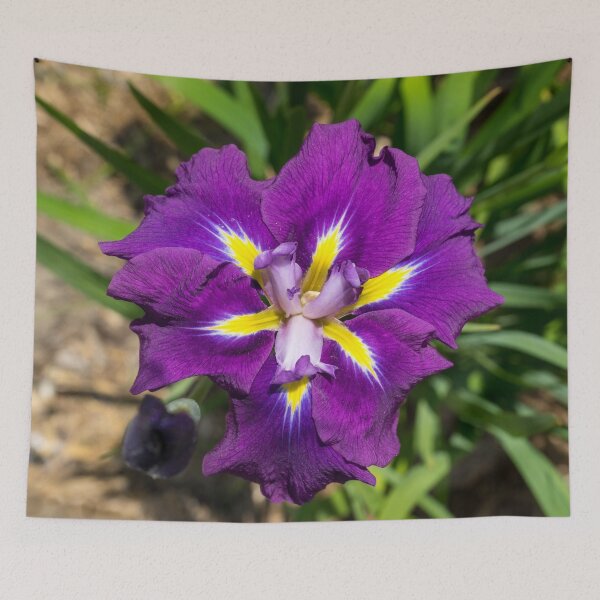 Item preview, Flamboyant Garden Gem - Jewel Toned Japanese Iris in Bloom designed and sold by Georgia Mizuleva.
