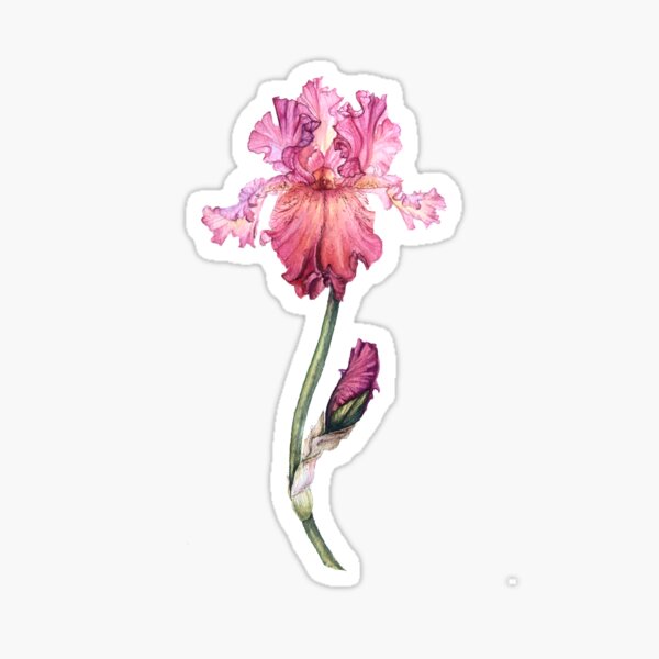 Tender pink watercolor iris Sticker
