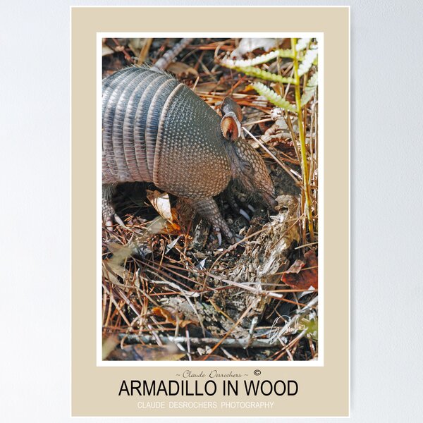 Item preview, armadillo designed and sold by Claude Desrochers.