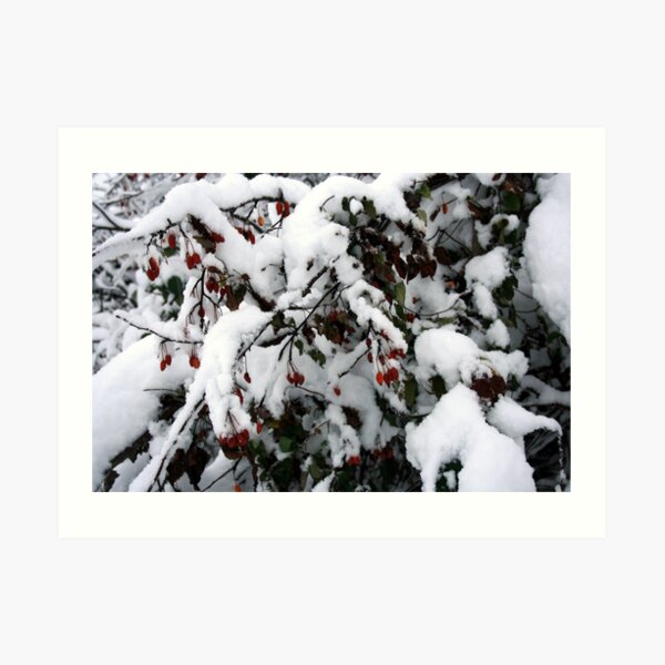 Snow N Berries 1 Kunstdruck