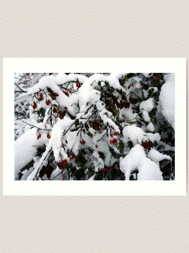 Alternative Ansicht von Snow N Berries 1 Kunstdruck