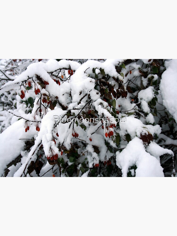 Snow N Berries 1 von Bluemoonshadow