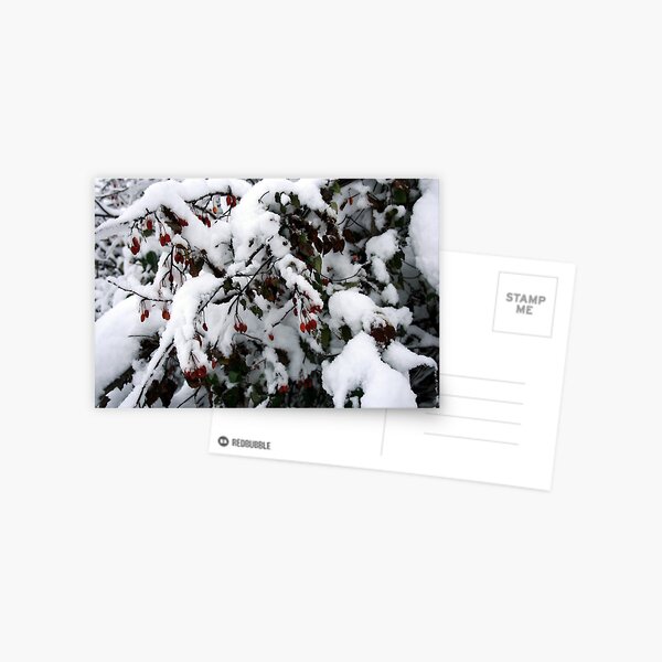 Snow N Berries 1 Postkarte