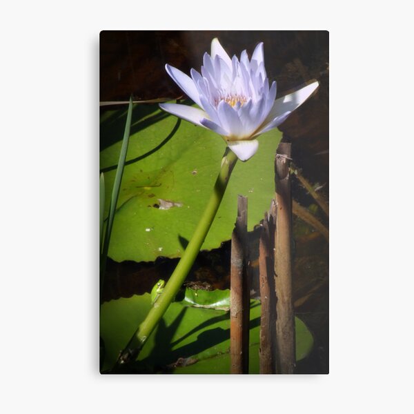 Frog and Lily Metal Print