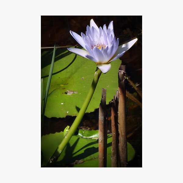 Frog and Lily Photographic Print