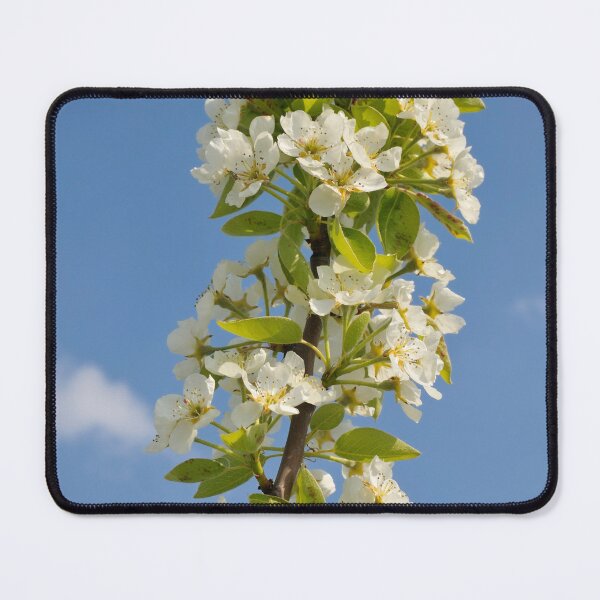 Item preview, Apple blossom in spring designed and sold by mhfoto.