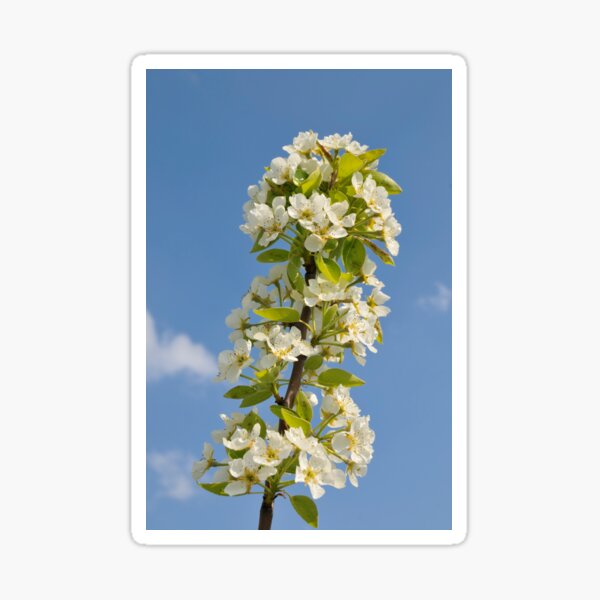 Item preview, Apple blossom in spring designed and sold by mhfoto.