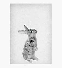 Rabbit 11 Fotodruck