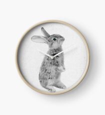 Rabbit 11 Uhr