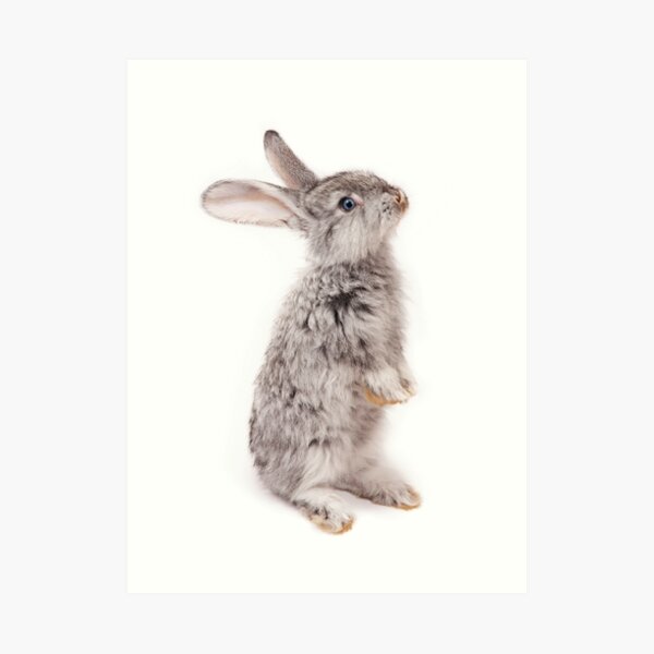 Rabbit 12 Kunstdruck