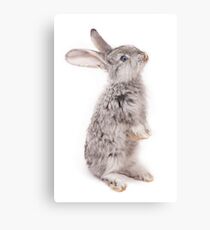Rabbit 12 Metalldruck