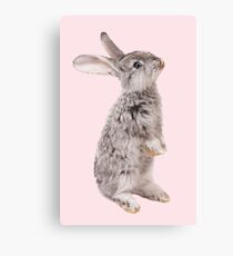 Rabbit 12 Leinwanddruck