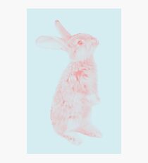 Rabbit 07 Fotodruck