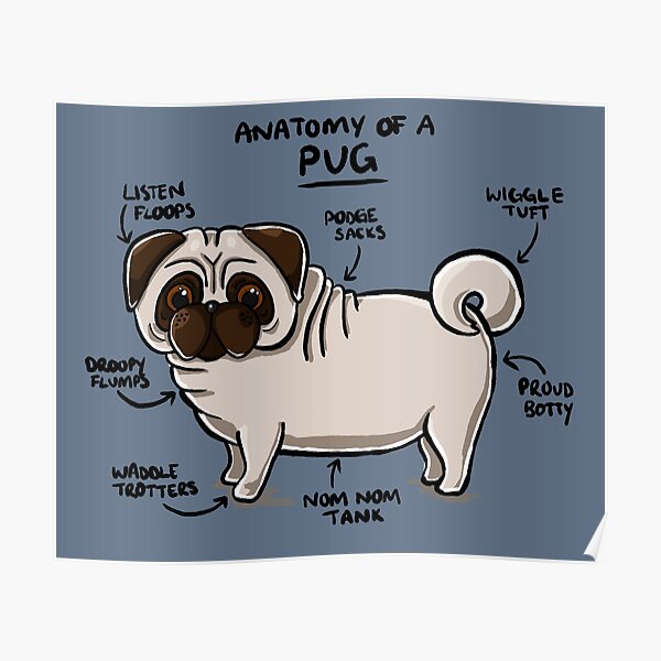 Anatomy of a Pug Poster