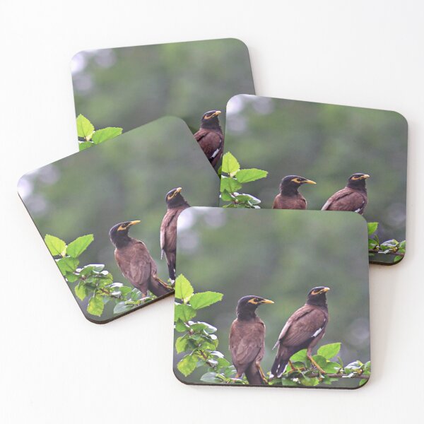 Item preview, Two Mynah/Mynas'/Wildlife designed and sold by VeenaNair23.