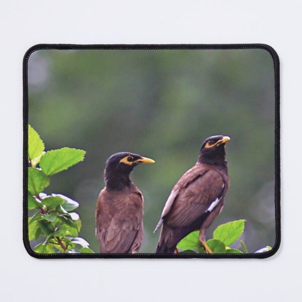 Item preview, Two Mynah/Mynas'/Wildlife designed and sold by VeenaNair23.