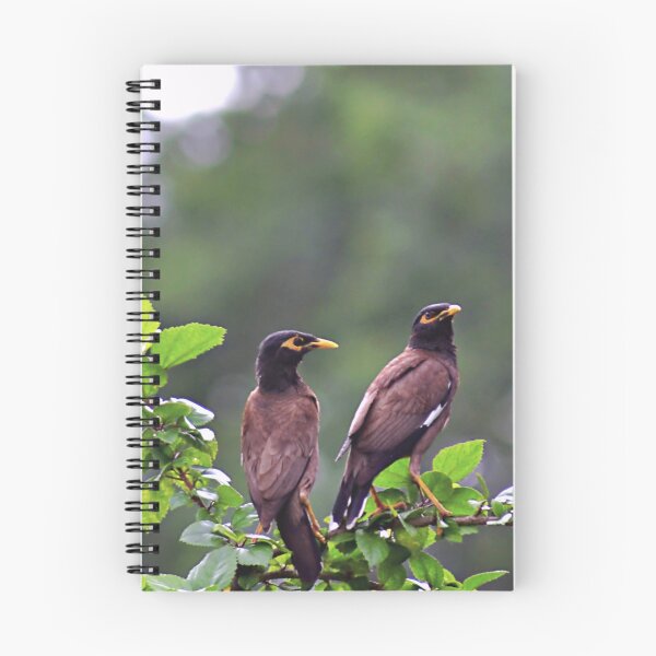 Item preview, Two Mynah/Mynas'/Wildlife designed and sold by VeenaNair23.