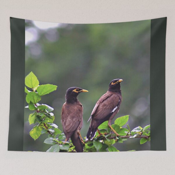 Item preview, Two Mynah/Mynas'/Wildlife designed and sold by VeenaNair23.