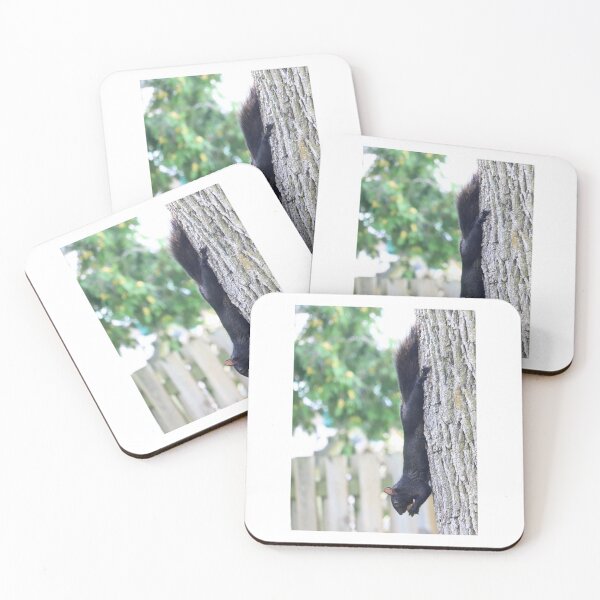 Item preview, Canadian Black Squirrel eating nut designed and sold by VeenaNair23.
