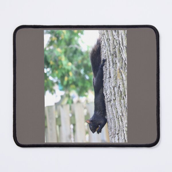 Item preview, Canadian Black Squirrel eating nut designed and sold by VeenaNair23.