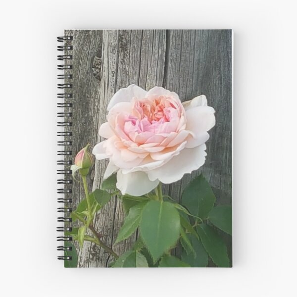 Item preview, Beautiful Peach Rose designed and sold by mymysterycloset.