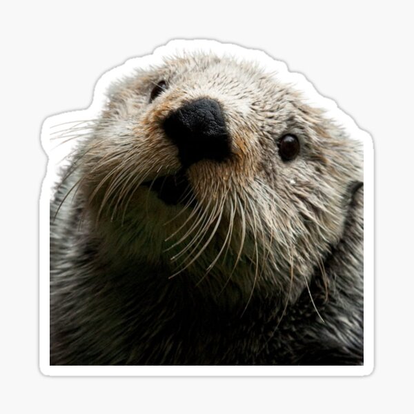 Adorable Otter Animal Cartoon Stickers Perfect For Diy - Temu